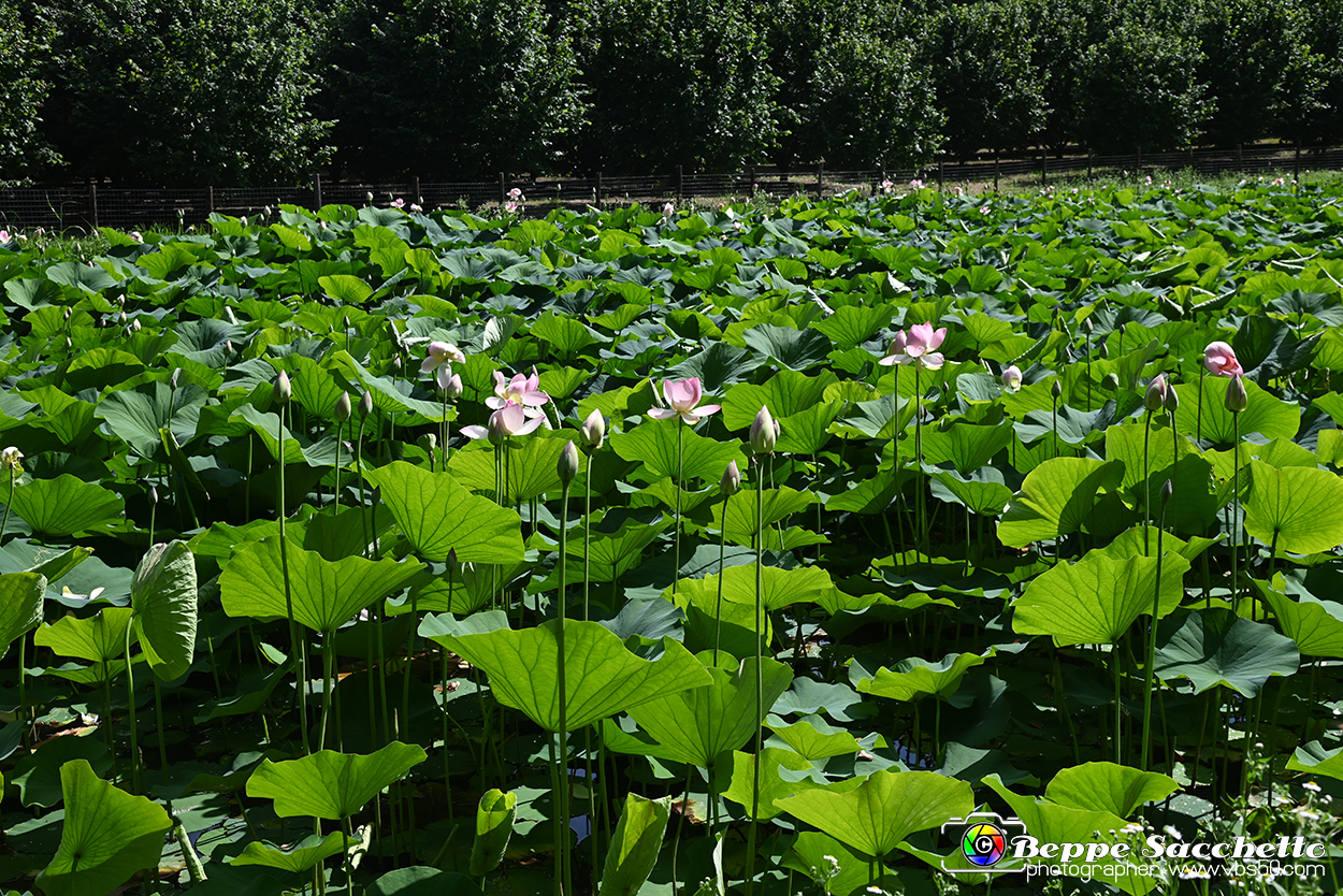 VBS_4640 - Fioritura loto a Vezza d'Alba.jpg